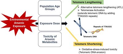 Telomeres susceptibility to environmental arsenic exposure: Shortening or lengthening?